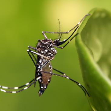 Mosquito aedes aegypti posado sobre una hoja. 