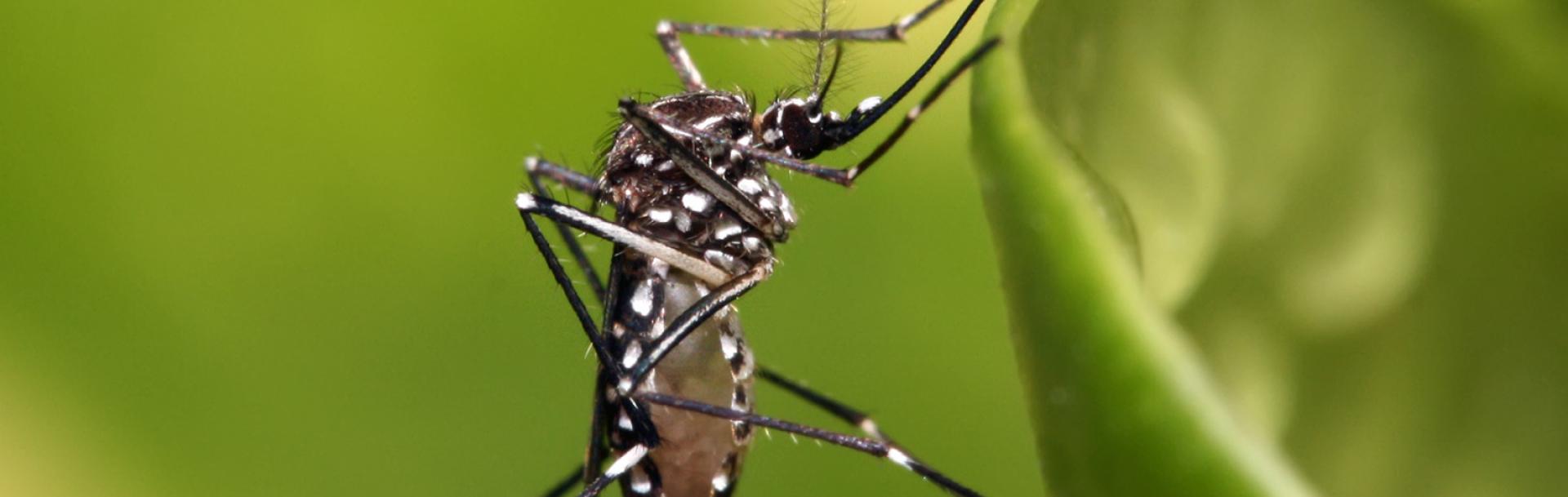 Mosquito aedes aegypti posado sobre una hoja. 