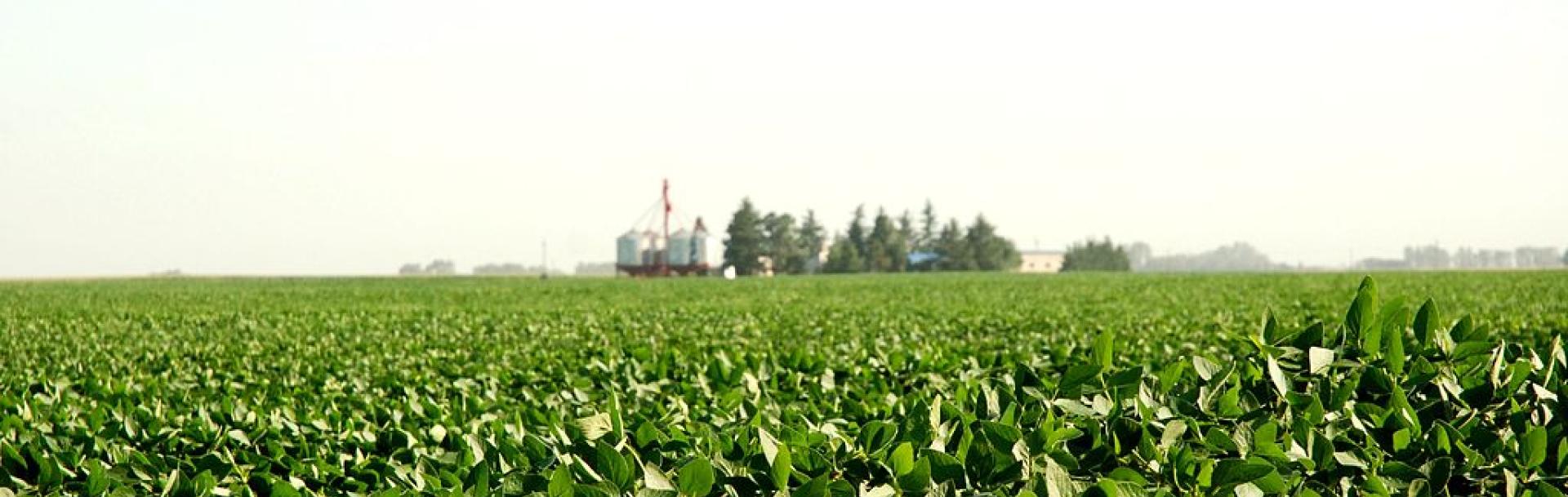 Campo de soja en Junín.