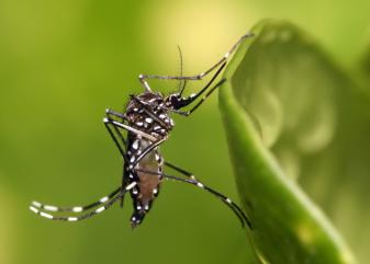 Mosquito aedes aegypti posado sobre una hoja. 