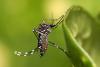 Mosquito aedes aegypti posado sobre una hoja. 